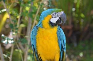 kletsende blauwe en gouden aravogel foto