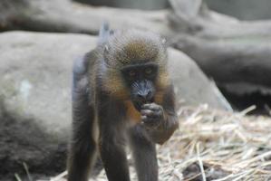 jonge mandril-aap die aan het eten is foto
