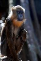 fantastische blik op een jonge mandril aap foto