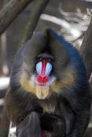 zeer streng gezicht van een mandril met kleurrijke markeringen foto