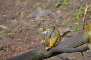 schattige eekhoornaap op een omgevallen boom foto