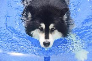 schattige alaska malamute hond zwemmen in een zwembad foto