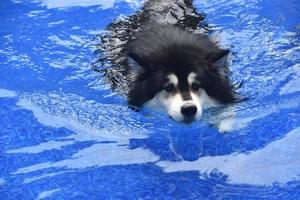 peddelende husky hond zwemmen in een zwembad foto