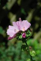 bloeiende roze geraniumplant in bloei foto