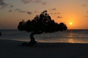 zeegezicht zonsondergang in aruba met een silhouet boom foto
