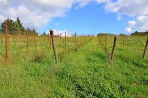 Italiaanse wijngaarden in Toscane foto