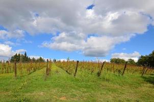 herfst in een wijngaard in toscane italië foto