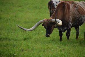 bruine en gevlekte longhorn runderen grazen foto