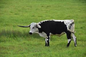 eenzaam langhoornvee dat in een grasveld staat foto