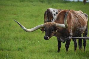 longhorn os met lange hoorns in een veld foto
