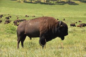 grote grazende kudde bizons in de zomer foto