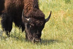 grazende buffels die gras eten in de zomer foto