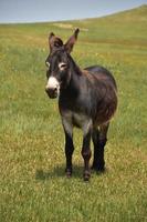 verbluffend mooie donkerbruine burro in een veld foto