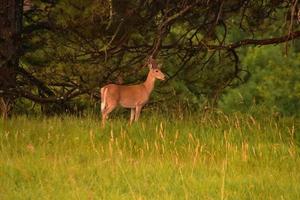 jonge bok met pluizig gewei in de bossen foto