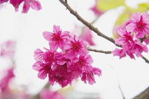 mooie sakura-bloesemboom in heuvelachtig gebied chiangmai thailand foto