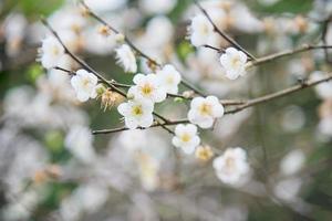 natuur pruim bloem bloesem tuin achtergrond foto