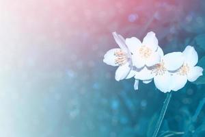 witte jasmijn de tak delicate lentebloemen foto