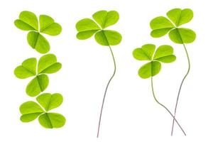 groene klaver bladeren geïsoleerd op een witte achtergrond. st.patrick's day foto