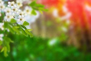 heldere kleurrijke lentebloemen foto