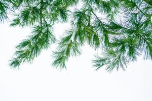 bevroren winterbos met besneeuwde bomen. foto