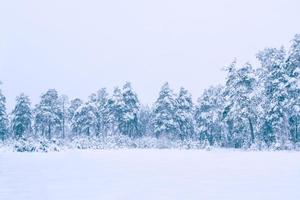 bevroren winterbos met besneeuwde bomen. foto