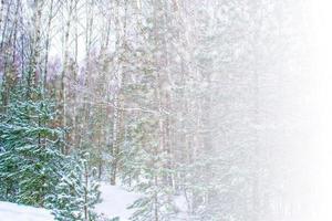 bevroren winterbos met besneeuwde bomen. foto