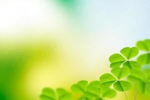 groene klaver bladeren op een achtergrond zomer landschap. st.patrick's day foto