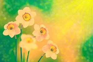 lentebloemen van narcissen. foto
