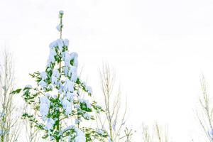 bevroren winterbos met besneeuwde bomen. foto