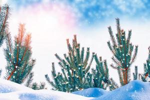 bevroren winterbos met besneeuwde bomen. foto