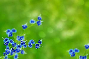 me-nots wilde bloemen op de achtergrond van het zomerlandschap. foto