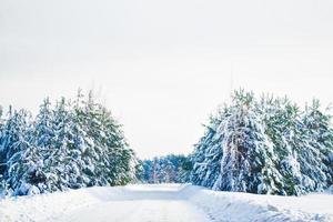 bevroren winterbos met besneeuwde bomen. foto