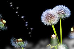 pluizige paardebloembloem. natuur foto