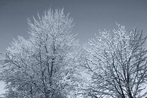 bevroren winterbos met besneeuwde bomen. foto