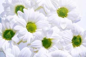 kleurrijke herfstbloemen van chrysanthemum foto