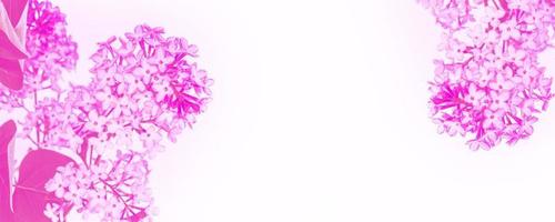 heldere en kleurrijke bloemen lila foto