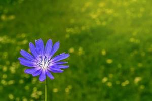 heldere bloemen witlof. natuur foto