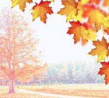 herfstlandschap met helder kleurrijk gebladerte. nazomer. foto