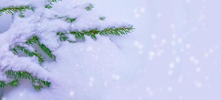 bevroren winterbos met besneeuwde bomen. foto