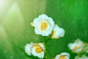 witte jasmijn de tak delicate lentebloemen foto