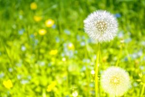 pluizige paardebloembloem tegen de achtergrond van het zomerlandschap. foto