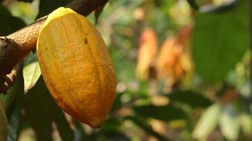 de gele cacaopeulen zijn rijp aan de boom en klaar om geoogst te worden. theobroma cacao l. op het veld of op de boerderij. cacao peulen. foto