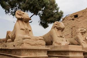 sfinxen in de tempel van karnak, luxor, egypte foto