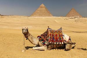 kamelen in het piramidecomplex van gizeh, cairo, egypte foto