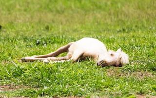 paard slapend op grasland foto