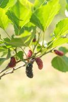 vers moerbeifruit aan boom in de natuur foto