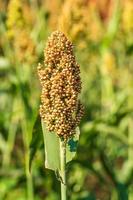 sorghum op het gebied van veevoer foto