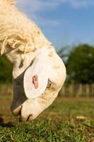 schapen op de boerderij foto