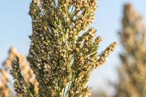 close-up gierst of sorghum op het gebied van voer voor vee foto