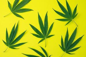 bovenaanzicht van cannabisbladeren op gele achtergrond. foto